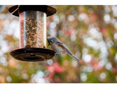 Comederos para pájaros