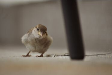 Dierenfotografie - Dierenfotografie heeft veel enthousiaste volgelingen