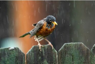 Regenfotografie: creatieve tips voor fascinerende foto\'s! - Foto\'s in de regen - Uw gids bij Fotoalben-discount.de