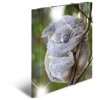 Herma Glossy dieren a4 pp koala map