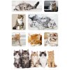 Herma decor Sticker Kat Kinderen