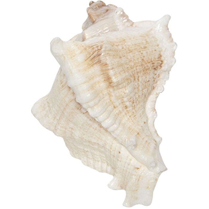 Deurknop 7x6 cm - Clayre en Eef 64183