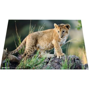HERMA bureauonderlegger 550 x 350 mm, Afrika dieren