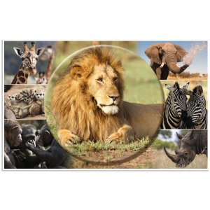 HERMA bureauonderlegger 550 x 350 mm, Afrika dieren