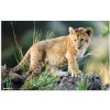 HERMA bureauonderlegger 550 x 350 mm, Afrika dieren