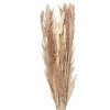Clayre & Eef 5DF0002 Gedroogde bloem 25x8x100 cm Beige