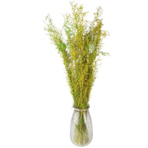 Clayre & Eef 5DF0016 Gedroogde bloemen 90 cm (50 gr) Groen