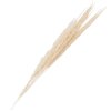 Clayre & Eef 5DF0021 Gedroogde bloemen 90 cm (10) Wit