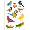 HERMA 15477 Sticker Vogels Veelkleurig Decoratieve vogelset