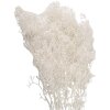Clayre & Eef 5DF0043 Gedroogde bloemen Wit 8x4x60 cm