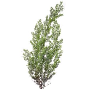 Clayre & Eef 5PL0087 Decoratie cipres tak 10x10x100 cm