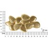 Mauro Ferretti Wandleuke Shell E14 59.8x11x31cm goud