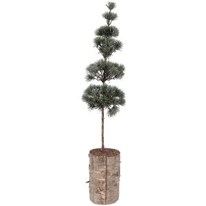Clayre & Eef 50841 Decoratieboom 14x14x60 cm Groen-Bruin