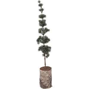 Clayre & Eef kerstdecoratie boom 80 cm groen bruin
