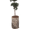 Clayre & Eef kerstdecoratie boom 80 cm groen bruin
