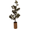 Clayre & Eef Decoratieve boom met LED 20x17x60 cm groen bruin