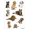 schattige honden stickers verschillende rassen van decor