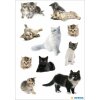 knuffelkittens en kittenbabys uit de DECOR-serie