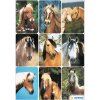 mooie stickers met paardengezichten van decor