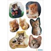 speelse kitten stickers van decor