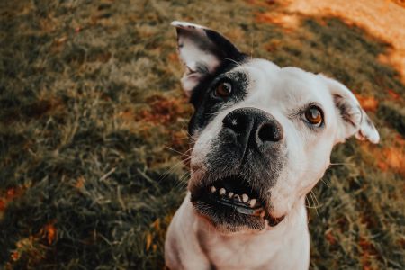 Dierenfotografie