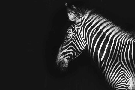 Fotografie Wilde dieren