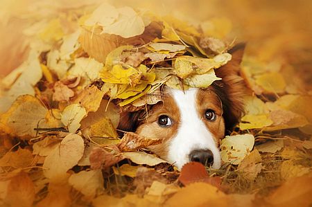 Individuele herfstfoto's