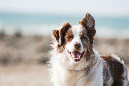 Foto met hond