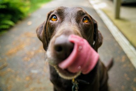 Foto-ideeën met hond